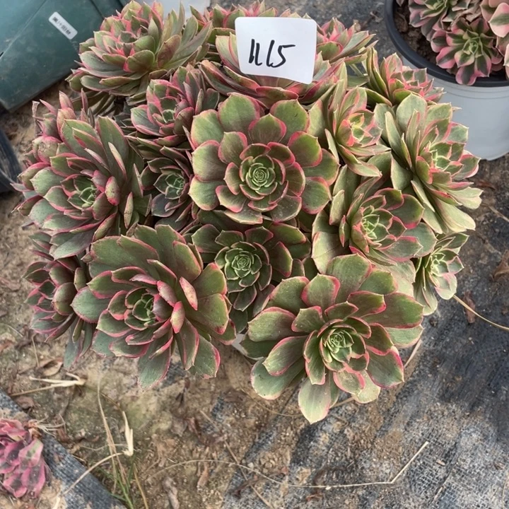 法师植物粉花妖1115