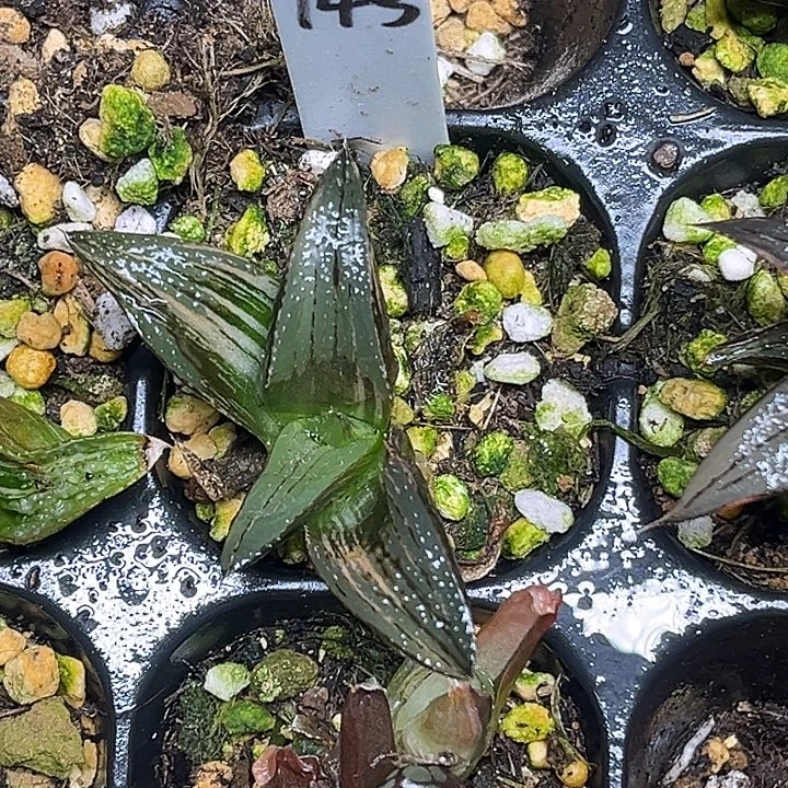 143芭提雅茜云锦脱土发货