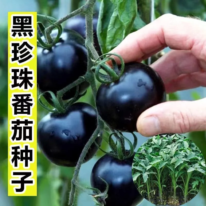 四季高产黑珍珠番茄种子西红柿种子盆栽阳台庭院蔬菜种子大全