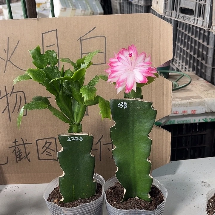 悠***闲当前无花朵，栽培后可花朵2220-038