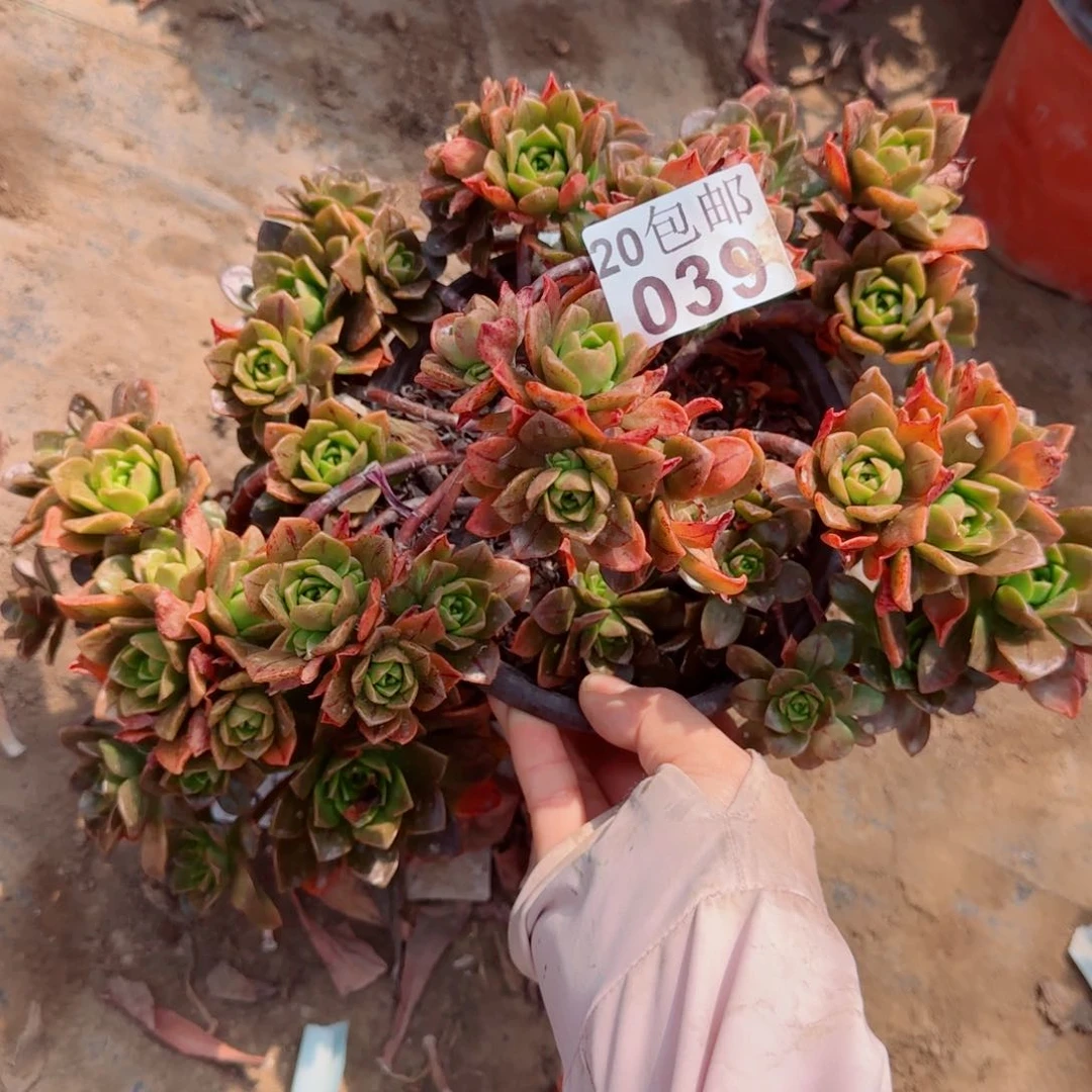 绿茶多肉039满20包邮断枝不包