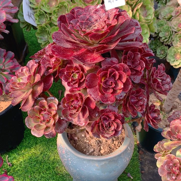 412魅金玫瑰捧花朵朵