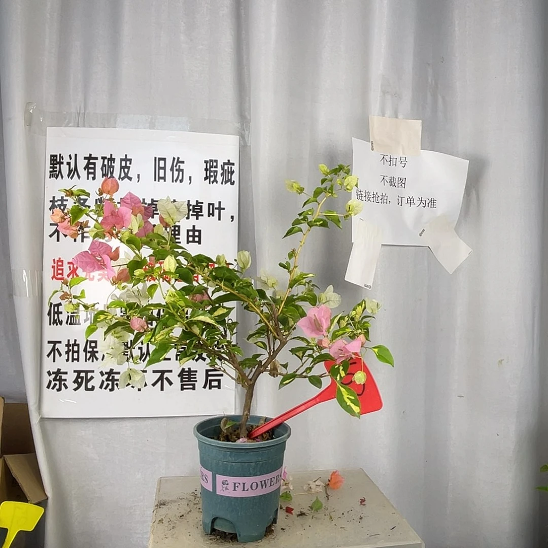 当前无花栽培后可以开花102金心橙白盆苗