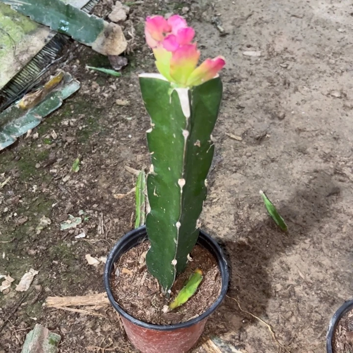 莽***泰当前无花栽培后可以开花037  98