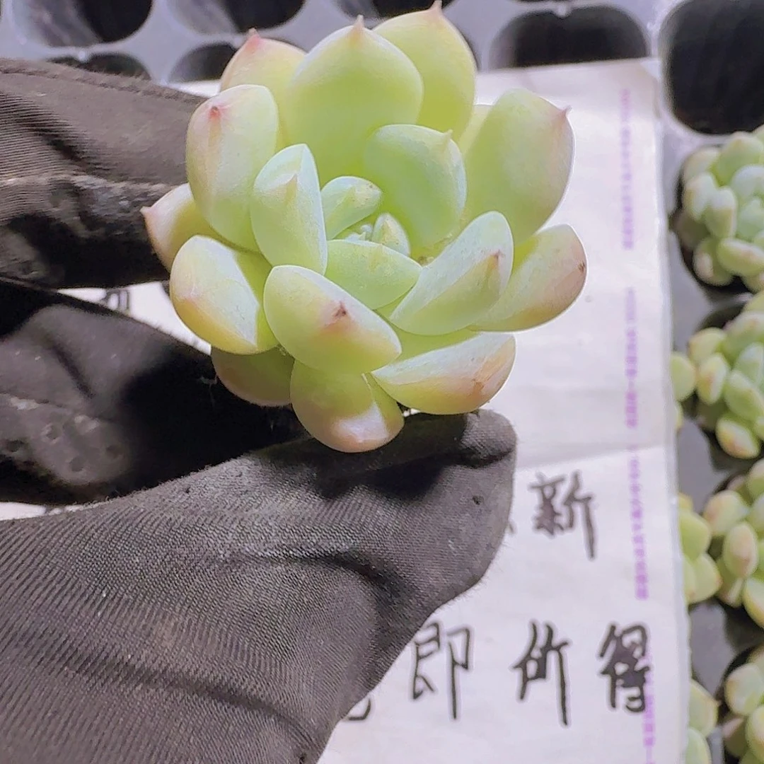 精品七仙女两米三颗