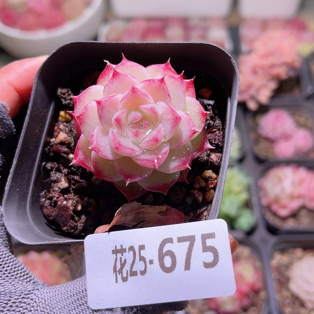花25-675女王单头