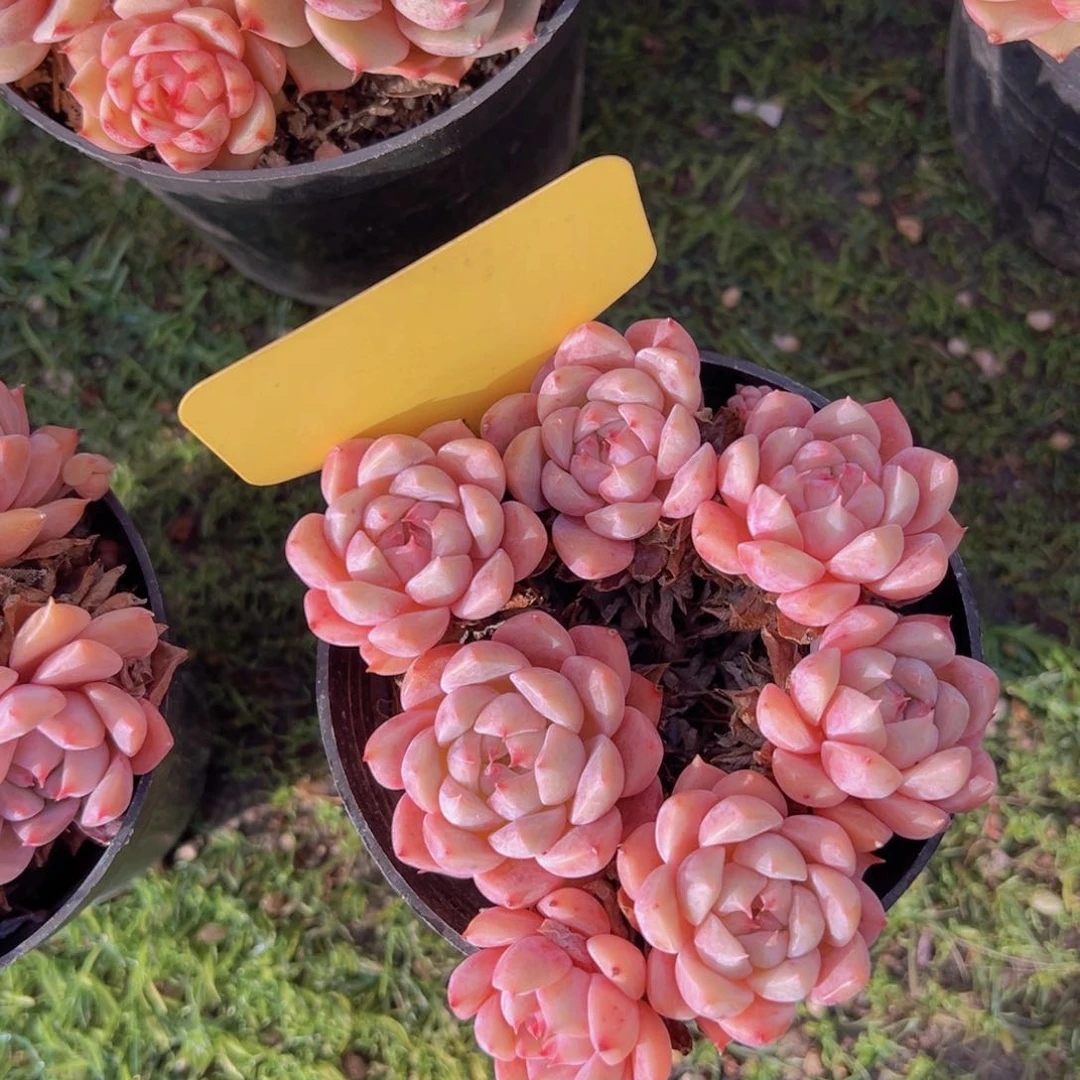 陪*香玉的故事是一个人