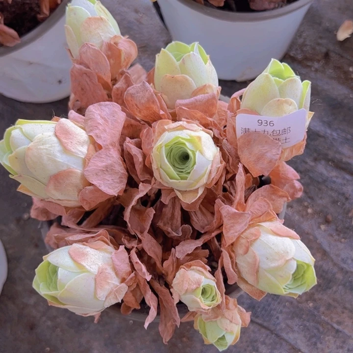 936 裸根不带土发货不包损