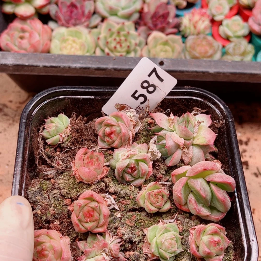 多肉植物多肉植物