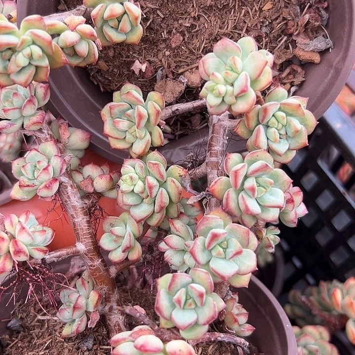 无花朵探戈老桩。