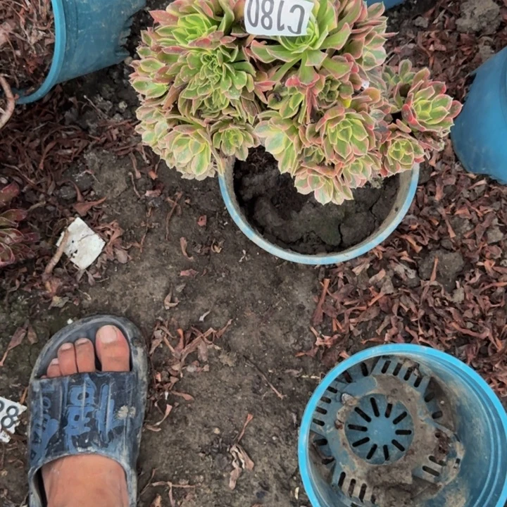 女妖花29-21包邮花花