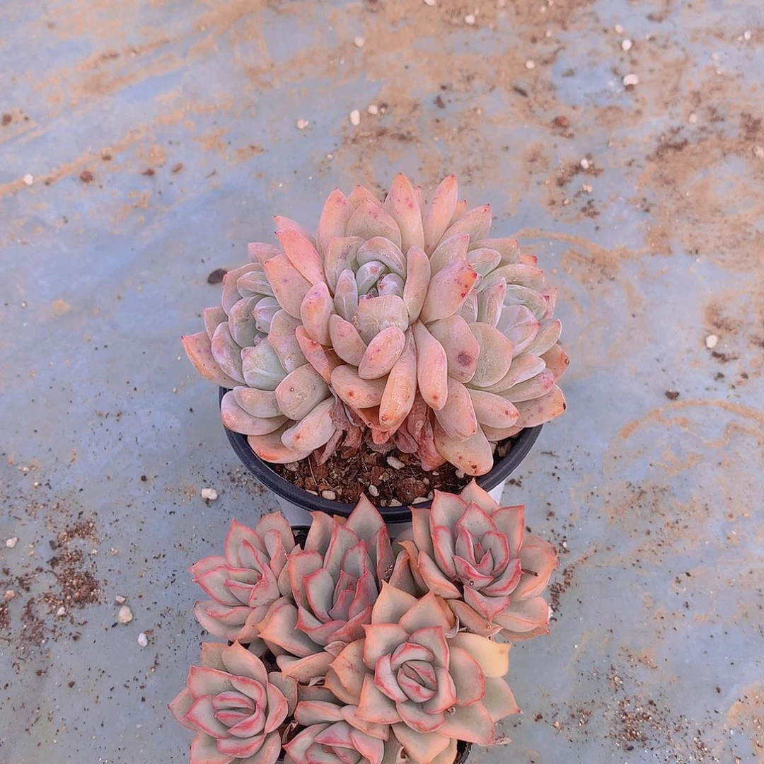 雪天使三头月光女神锦34567788