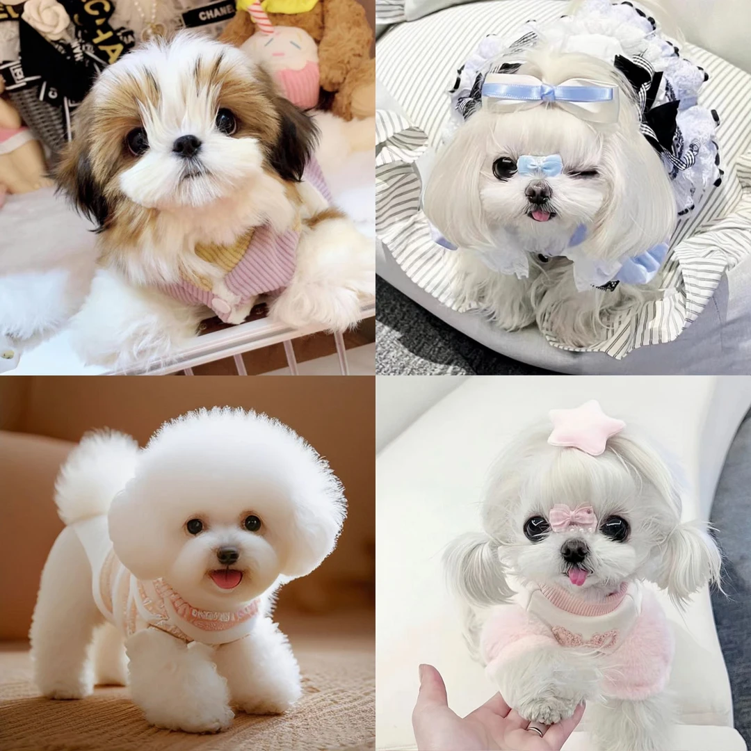 二闯83李恒纯种小体马尔济斯幼犬比熊韩系马尔济斯犬幼崽狗狗活体