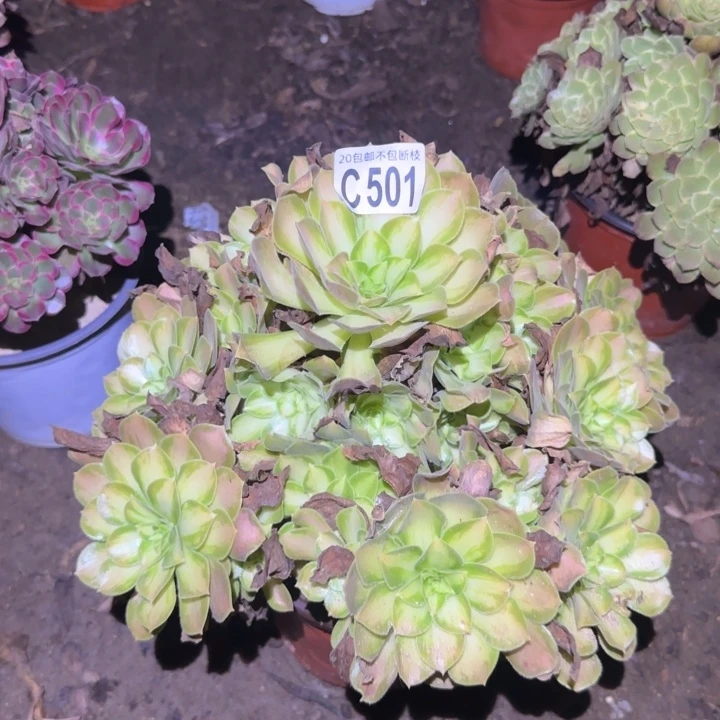 韶华…………多肉植物的