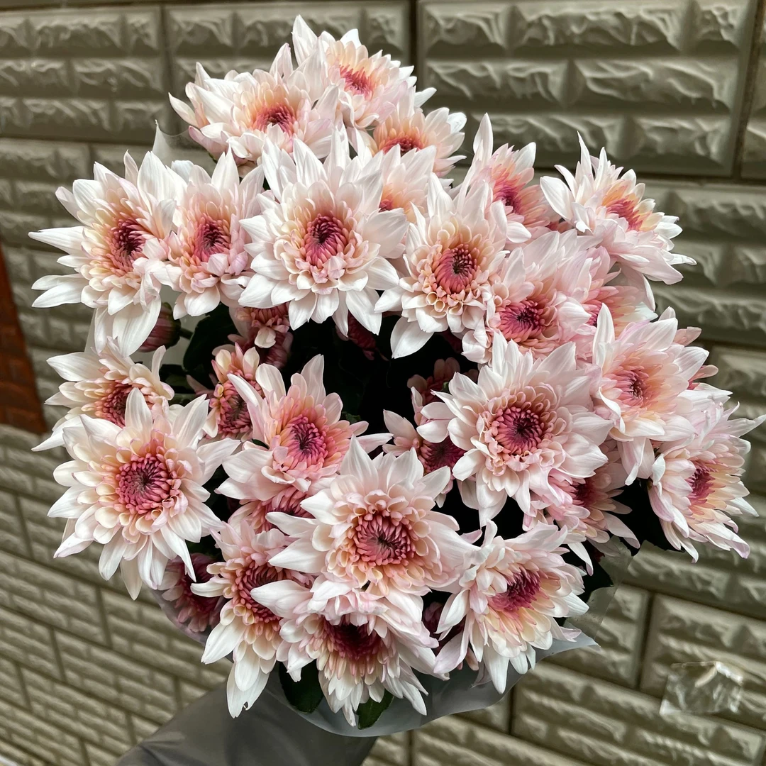 奶油蛋糕小菊 10枝  全店任意5单一个运费