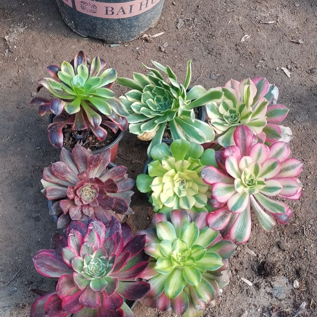 6颗法师单头送2颗共8颗48