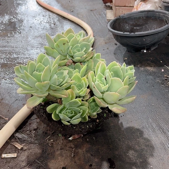 星娜塔大群多肉盆栽粗桩