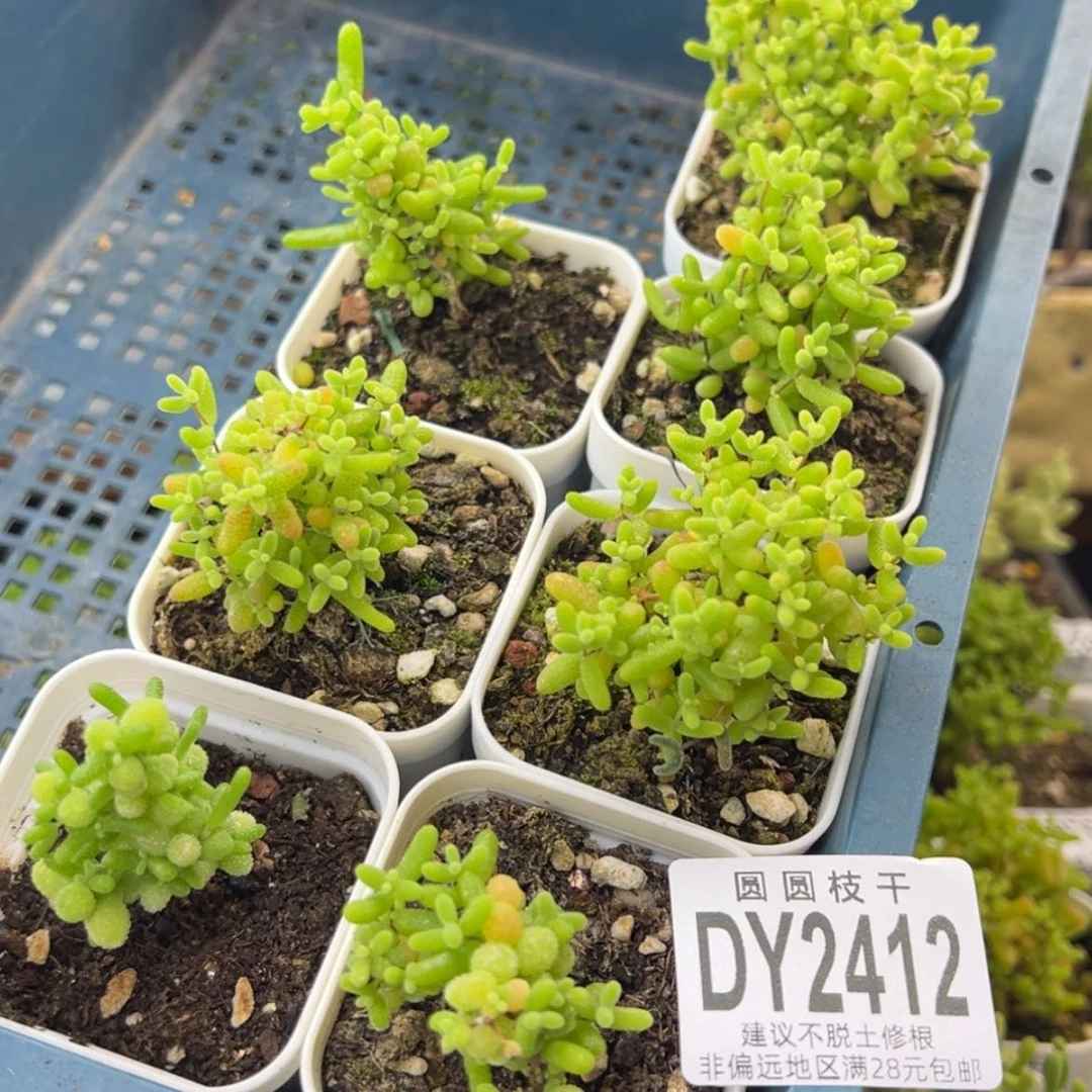 【闪购商品】玩****海dy2412金桔蜜橘组合套餐
