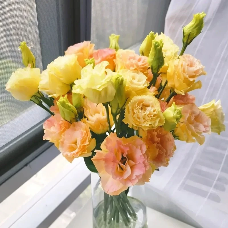 【AAA级】香槟色洋桔梗鲜花一把 保500g 云南花卉基地直发