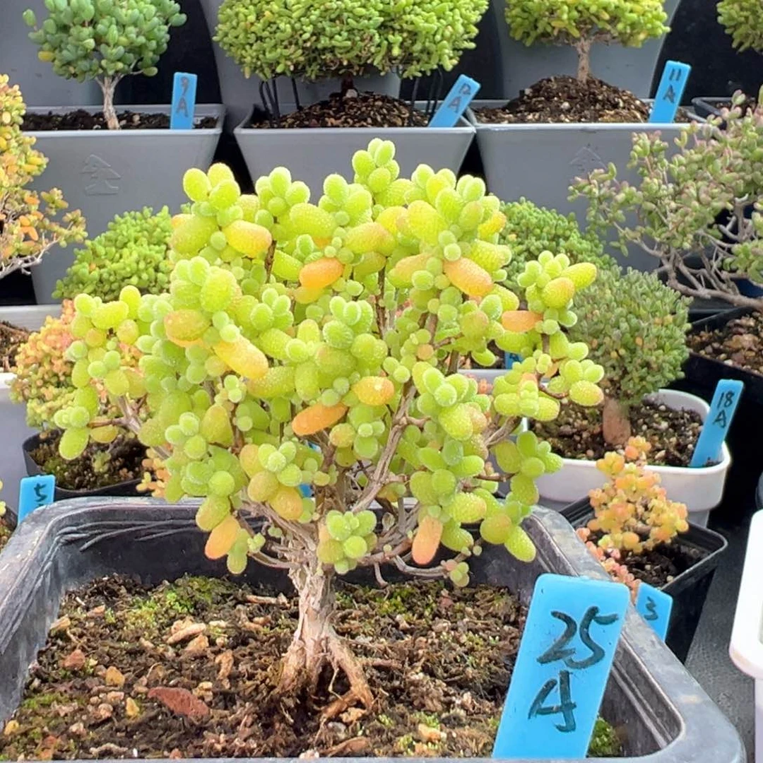 金桔糖球小树25号