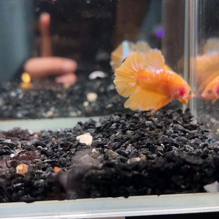 斗鱼一单包邮16日a56