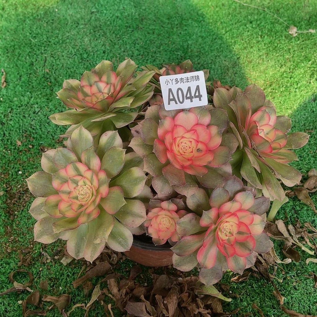 044荔枝多肉植物法师锦