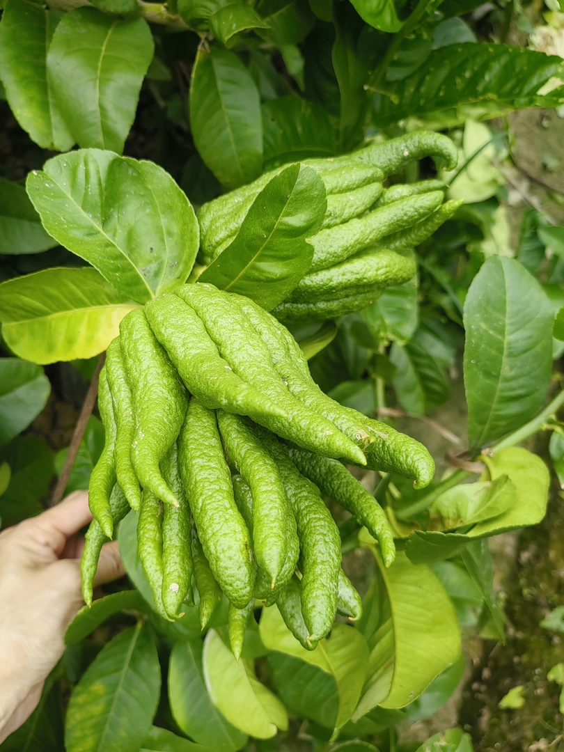 新鲜佛手柑闻香绿植观赏佛手清新桌面盆景