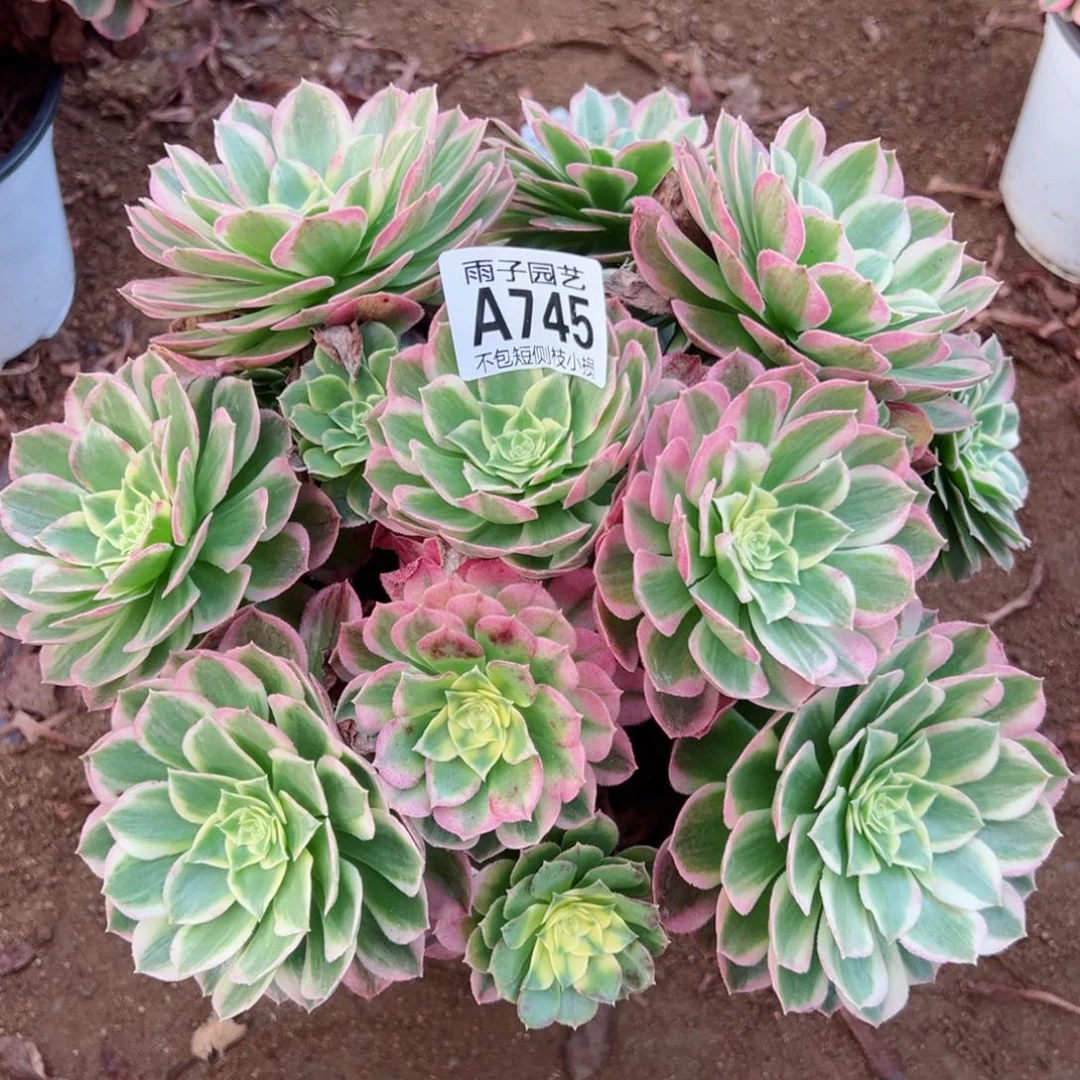 745海王尺寸28左右