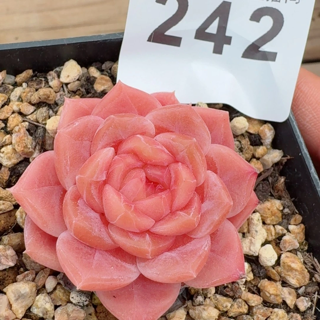 冰魄         精品多肉