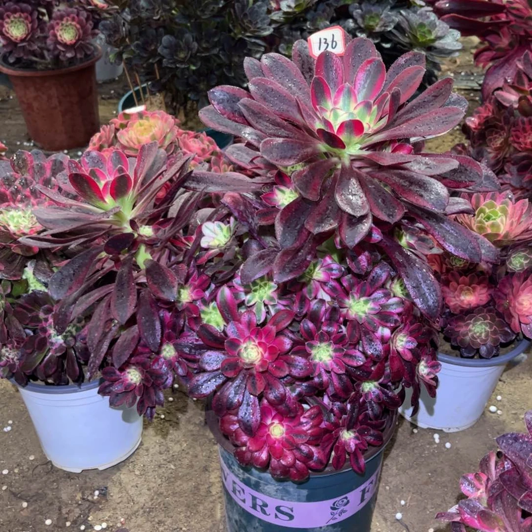 136多肉植物冰淇淋花脸