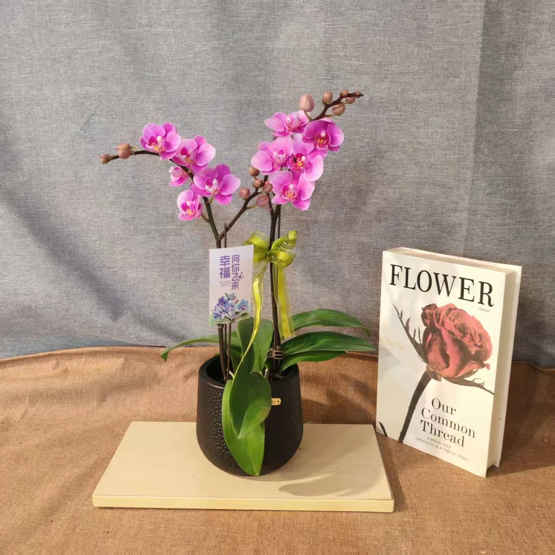 鲜花【十里桃花】蝴蝶兰室内种植观赏送礼带花发货