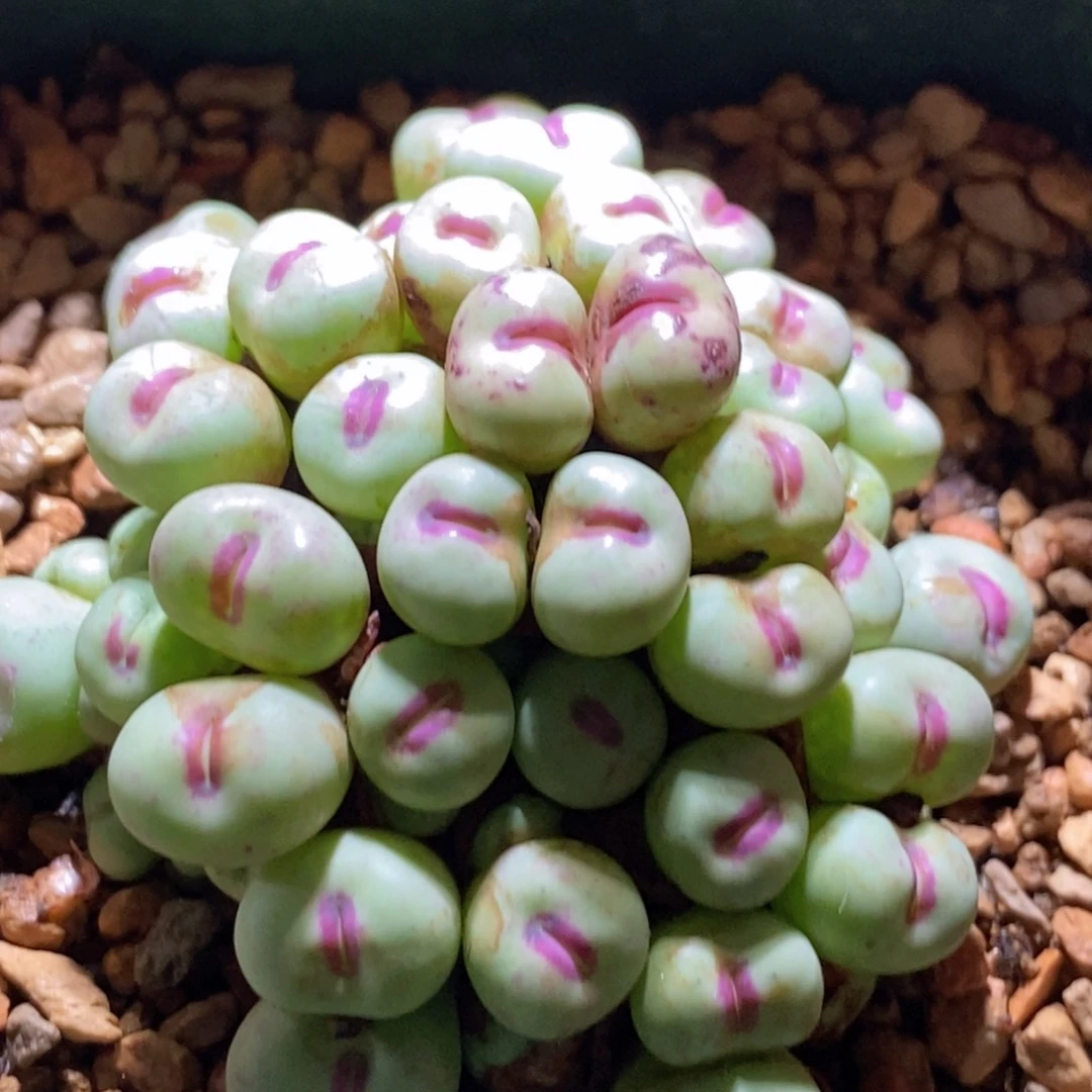 1195嘴香肠嘴大手捧