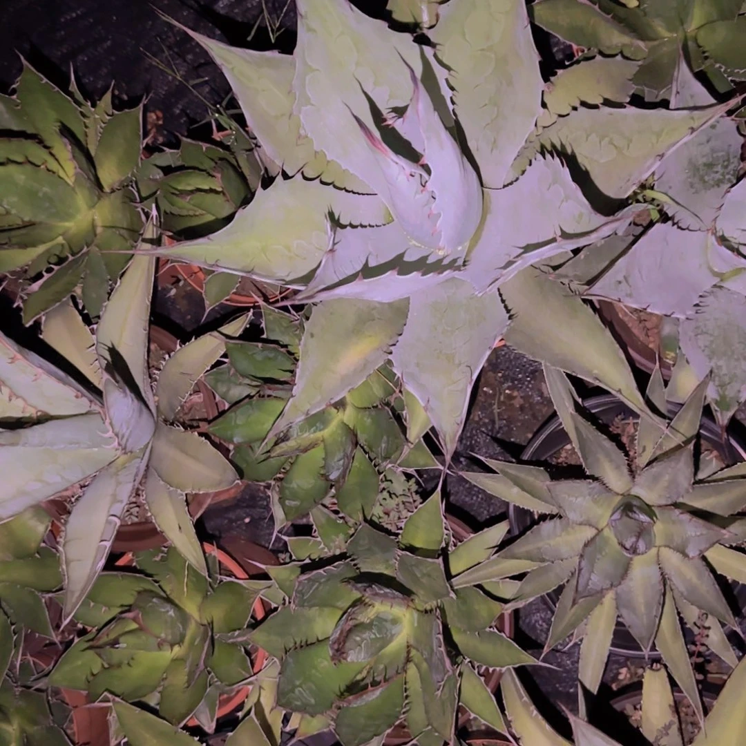 魔***焕块根植物块根植物块根