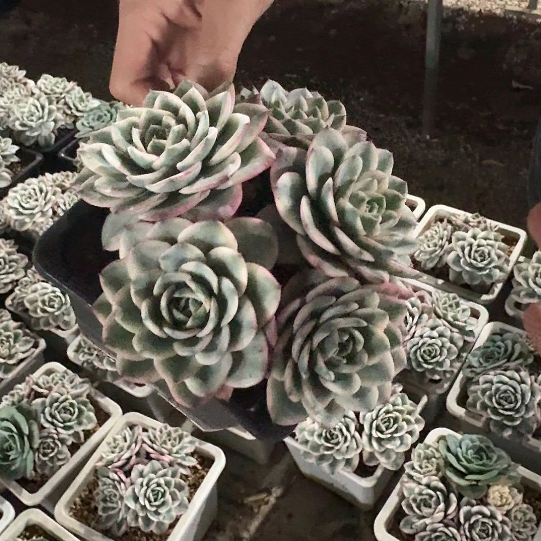 奶油黄桃锦群多肉植物