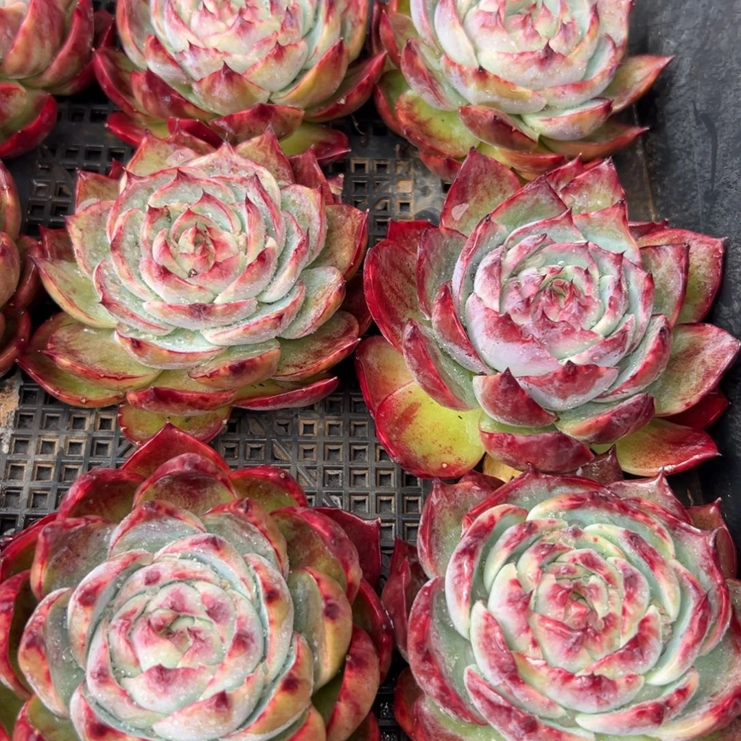 从前慢花园多肉编号1220-惊鸿仙子