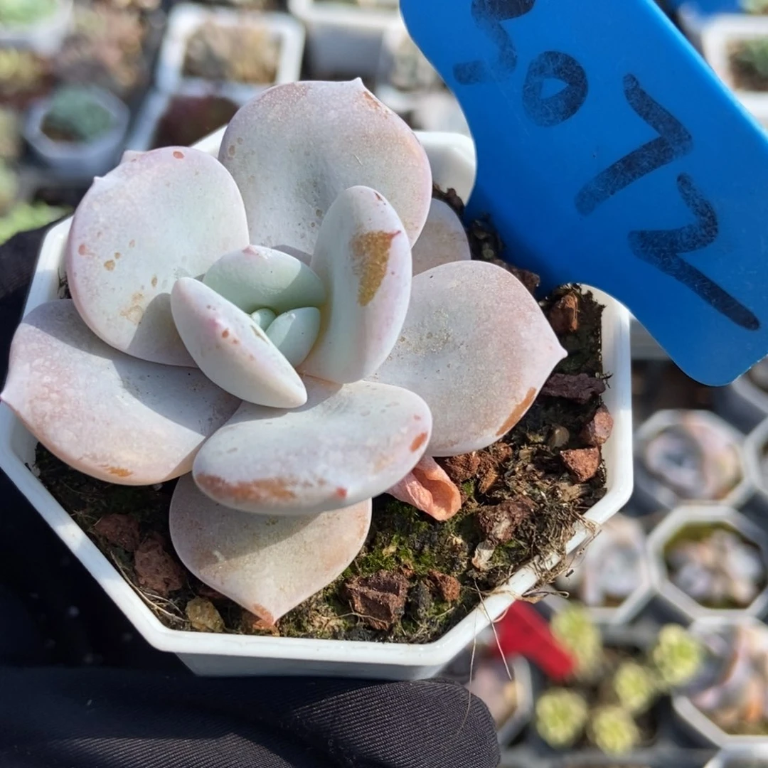 3072奶茶多肉植物保护