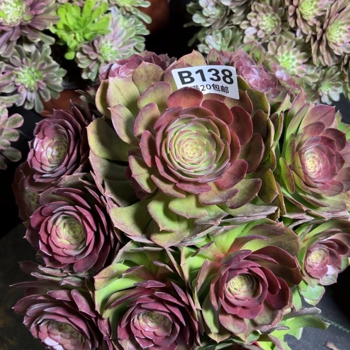 瑞妈一物一拍138
