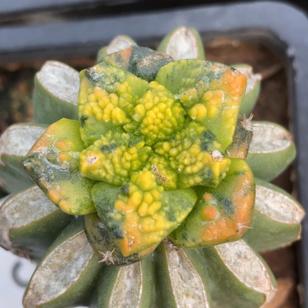 全部花朵花斑锦哥斯拉牡丹锦