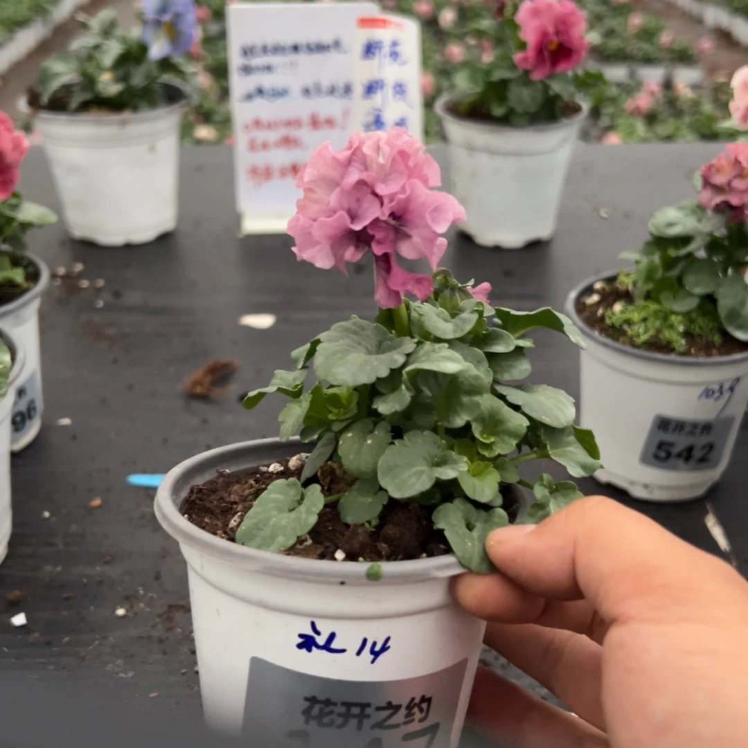 少量花朵（建议范围：2朵-5朵 或40%以下）147号