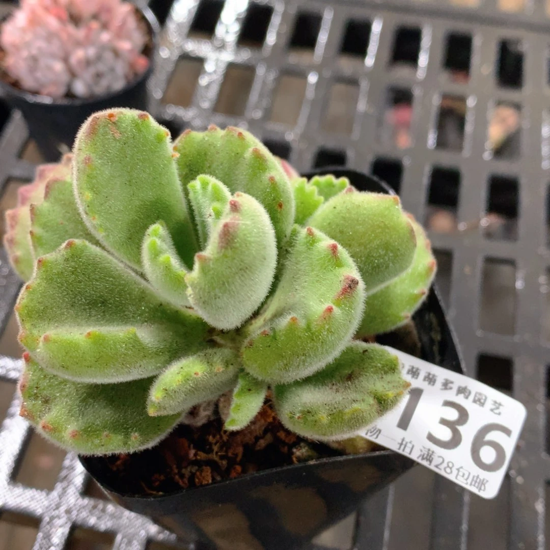 肉萌萌拇指盆精控多肉ZF136