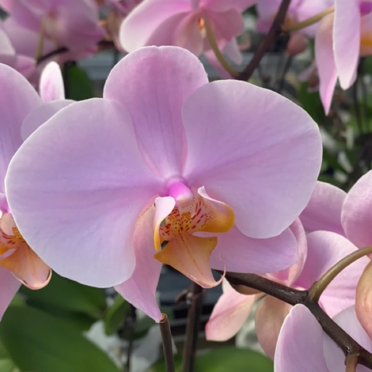 蝶兰小栈【微瑕萨利纳斯】精品欧品蝴蝶兰基地直发