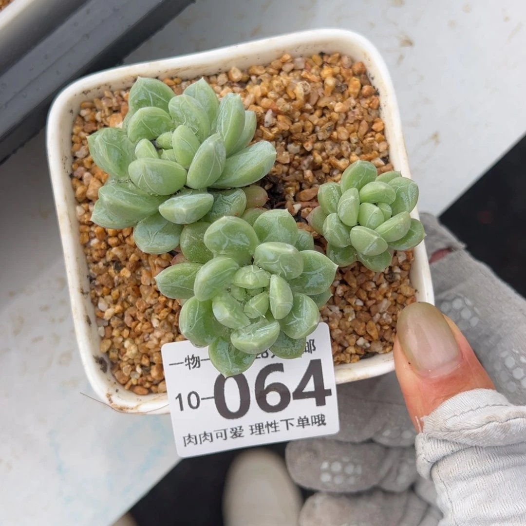 百达翡翠多肉多肉多肉多肉