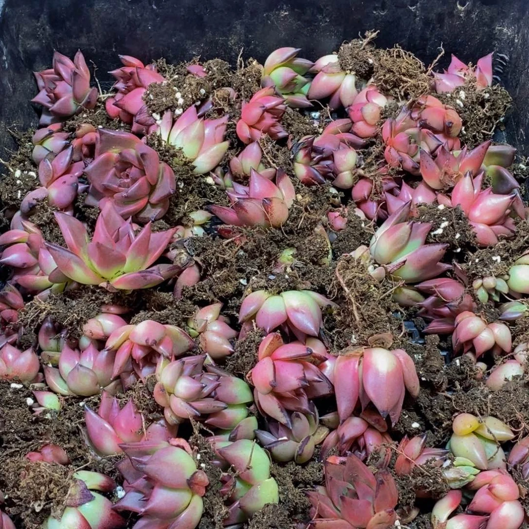 695多岁生日会门票收入来源人民币