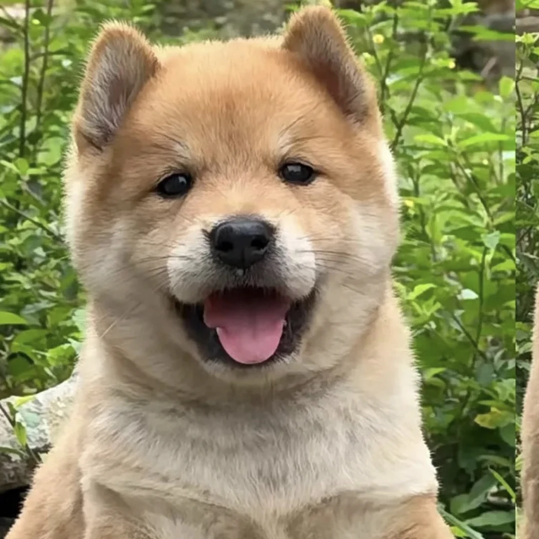 【可乐蒙广西田园犬】 狗狗宠物链接
