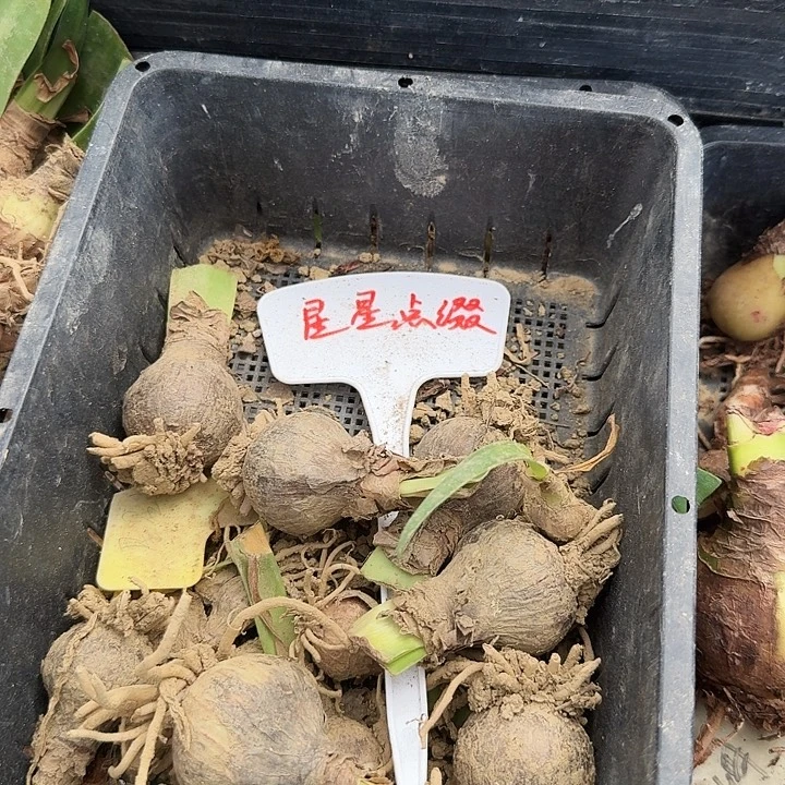星星点缀朱顶红一棵3.5左右