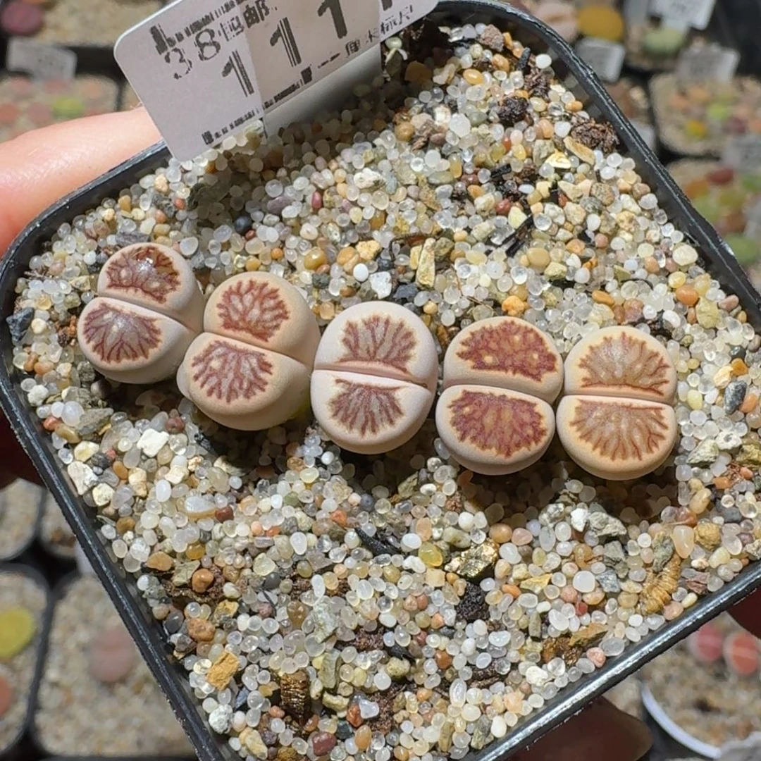 高品质生石花清清1111
