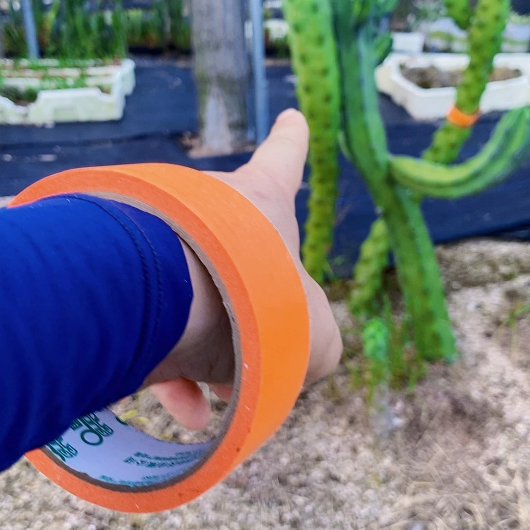 无花朵9*7000000009000000000