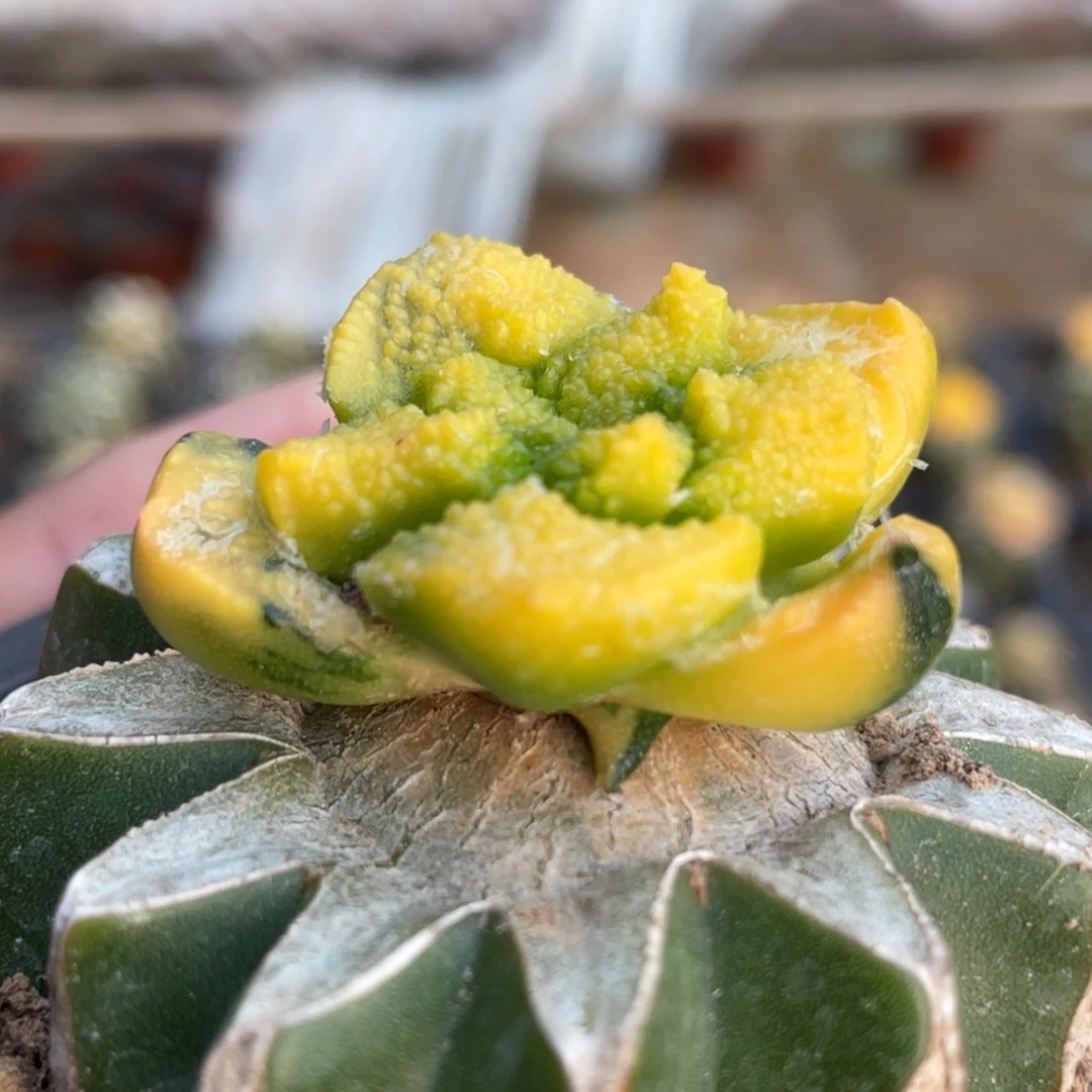 全部花朵拉丝纹锦牡丹锦008