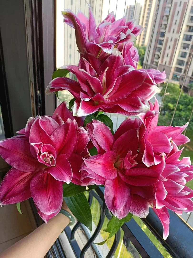 红玛瑙重瓣百合（全店任意两单升级顺丰包邮）曼诺斯卡 中香型