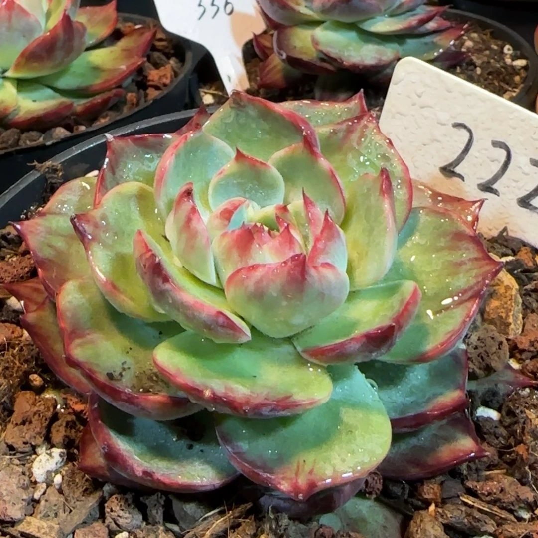 惊鸿一物一拍包装收缩花旱222